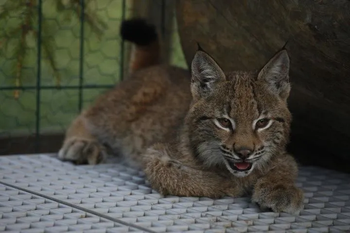 Odkryj, jak aplikacja Rysiek może zwiększyć twoje bezpieczeństwo na drodze