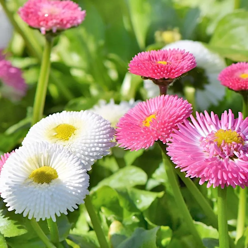 Instalacja aplikacji Stokrotka krok po kroku