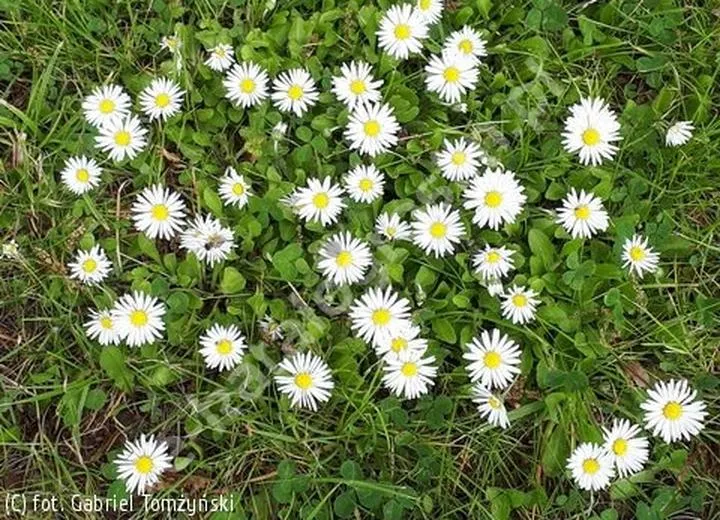 Przewodnik po funkcjach aplikacji